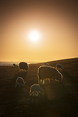 Image showing Sheep at sunset