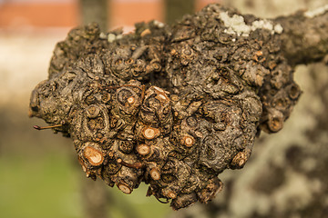 Image showing pruned branch of a tree in winter