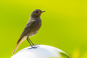 Image showing Redstart is sitting