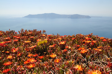 Image showing Red flowers on Santorini