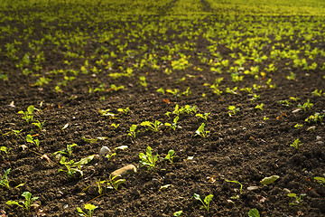 Image showing New shoots on field