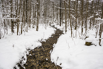 Image showing Creek in winter forest