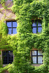 Image showing Part of a castle with windows and growth of ivy