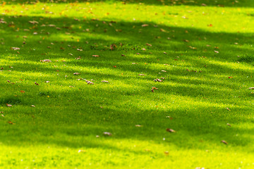 Image showing Leaves on meadow