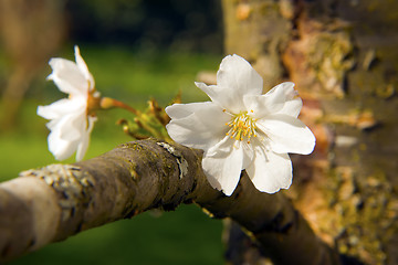 Image showing Cherry blossoms on a tree