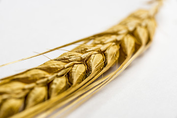 Image showing close-up of barley