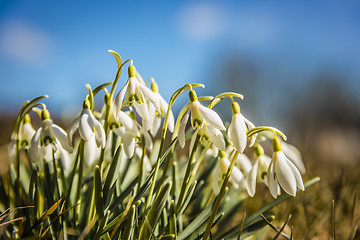 Image showing Closeup of snowdrops on a sunny day