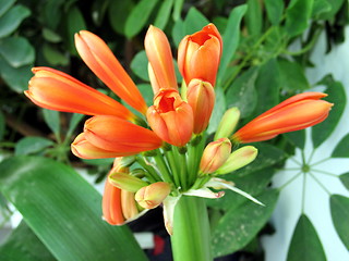 Image showing Blossoming orange