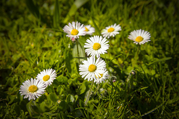 Image showing Daisies in green meadow