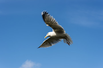 Image showing Seagull in flight