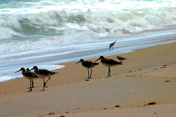 Image showing sand pipers