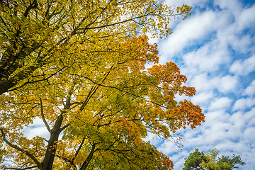 Image showing Trees with colored leaves in autumn