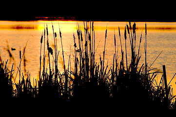 Image showing sunset cattails