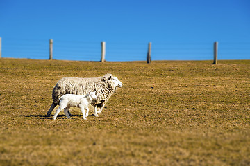 Image showing Sheep with lamb