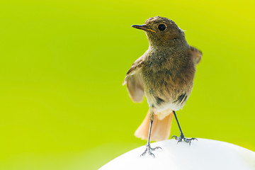 Image showing Bird is sitting