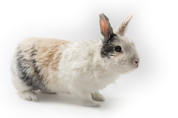 Image showing Rabbit on white background