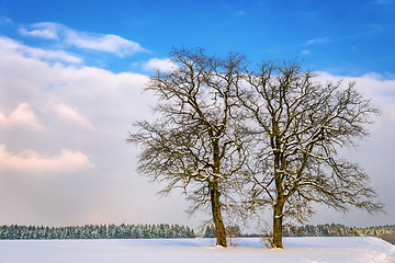 Image showing Two trees in winter landscape