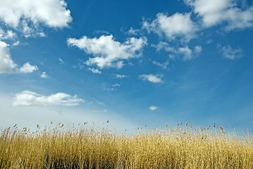 Image showing Golden dune grass