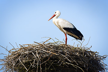 Image showing Stork standing in nest