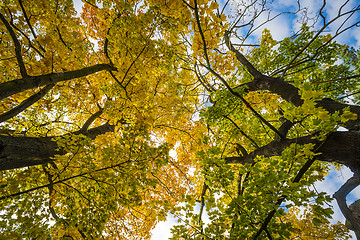 Image showing Colorful leaves in Saxon Switzerland