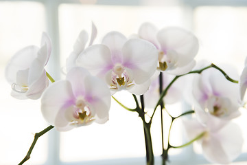 Image showing White orchids