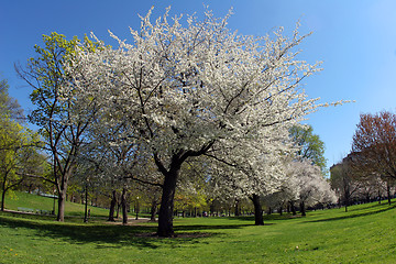 Image showing Blooming tree in the park