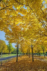 Image showing Yellow trees in Dresden Germany