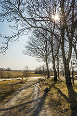 Image showing Trees against the light