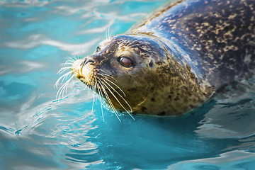 Image showing Gray seal in blue water