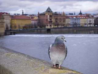 Image showing Pigeon on Charles Bridge