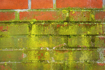 Image showing Green moss on a red wall