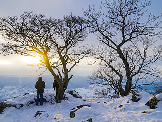 Image showing Wintersunset with trees