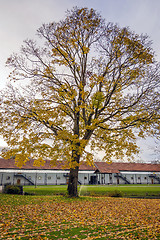 Image showing autumn tree