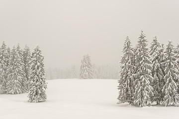 Image showing Trees with snow