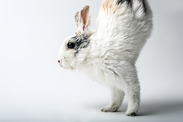 Image showing rabbit runs on two front paws