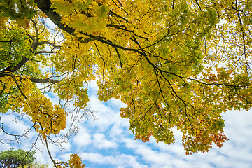 Image showing Colored leaves in autumn