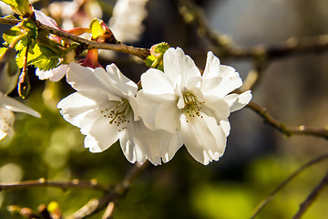 Image showing Cherry blossoms in spring