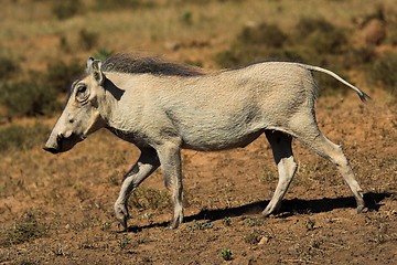 Image showing warthog parade