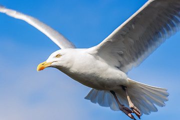 Image showing Seagul with blue sky