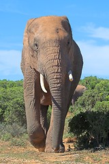 Image showing big elephant