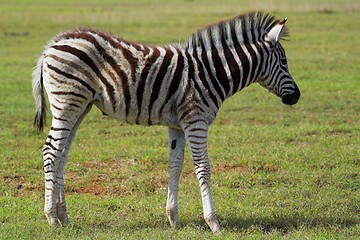 Image showing zebra fowl