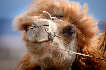 Image showing Portrait of a Mongolian camel