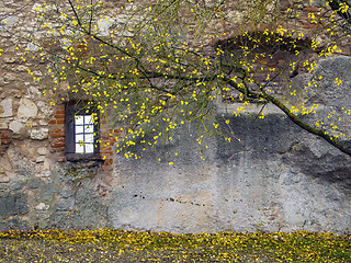 Image showing Autumn tree with old wall