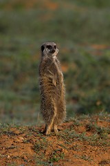 Image showing Alert Meerkat