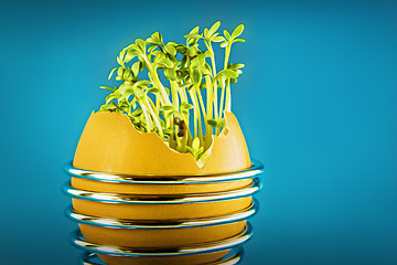Image showing eggshell with cress