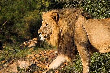 Image showing male lion