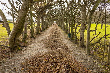 Image showing Allee with cut branches