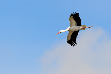 Image showing Flying stork