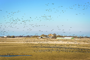 Image showing Landscape with house and birds