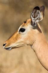 Image showing impala closeup